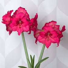 Pin On Amaryllis