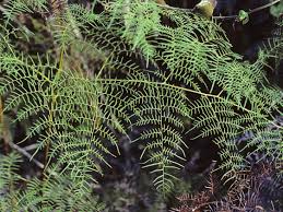 Image result for Pityrogramma aurantiaca