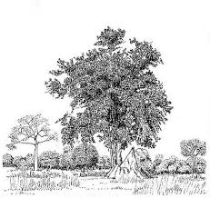 Image result for Triplochiton zambesiacus