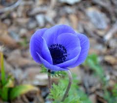 Doris Catherine Dae Obituary October 10, 2024