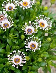 Image result for Osteospermum