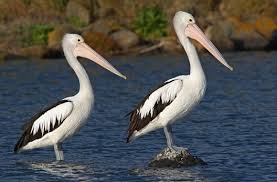 Player information and depth chart order. Australian Pelican Birdlife Australia