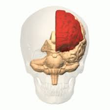 Image result for Frontal Lobe