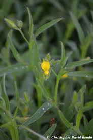 Image result for Crotalaria distans