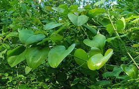 A greenbrier plant grows rampantly all over my side yard. Smilax Greenbrier Home Garden Information Center