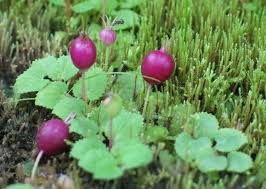 Image result for Lobelia chireensis