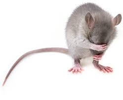 Does Spray Foam Stop Rodents