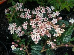 Image result for Tetragonia calycina