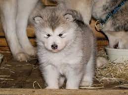 Sadie has been spayed and is up to date on her shots. Alaskan Malamute Welpen Galerie Alaskan Malamute Kennel Issues Of Yukon
