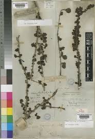 Image result for Coddia rudis