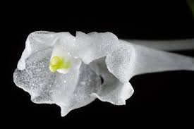 Image result for Podangis dactyloceras