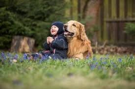 Kopekler Uyuz Tedavisi Ve Engellenmesi My Animals