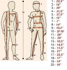 body measurements