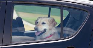 102 n mckinney st, richardson, tx 75081. Uber Uberpet New Pet Policy Will Let You Ride With Your Dog Easier Thrillist