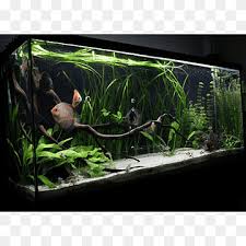 Design dan model akuarium rumah. Aquascape Png Images Pngwing