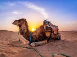 The dream camel represents a need to become more conservative in your actions and suggests that you let go of some of the responsibilities you are if you dream of several camels carrying burdens, it means you will receive an unexpected inheritance or other riches. What Does It Mean To See A Camel In A Dream