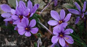 Other details they bloom with the earliest daffodils. Saffron Crocus A Spice Worth Growing