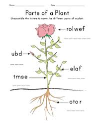 It is the part that makes the seeds in order to produce new plants. Parts Of A Plant Worksheet Education Com