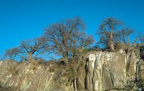 Image result for Sterculia africana