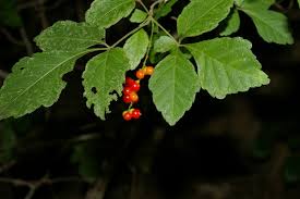 Image result for Allophylus rubifolius