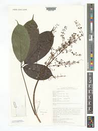 Image result for Vitex thyrsiflora
