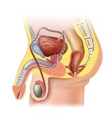 Maybe you would like to learn more about one of these? Getting Pregnant After Vasectomy Babymed Com