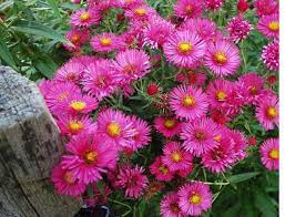 Aster Alma Potschke Deer Will It Many Asters But This One Seems To Be Of No Interest To Them Bunnies Do Like It T Aster Flower Pink Perennials Perennials