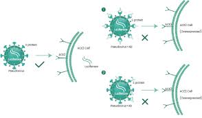 Image result for Neutralization Test