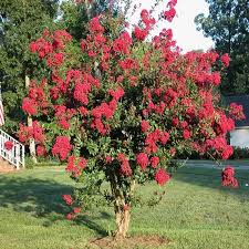Crape Myrtle Tree Seeds Lagerstroemia Indica 50seeds Etsy Myrtle Tree Tree Seeds Crepe Myrtle Trees