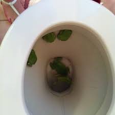 To Flush Or Not To Flush Broome Green Frogs Living In The Toilet These Little Blokes Are Every Where Broome Western Australia Walk In My Shoes