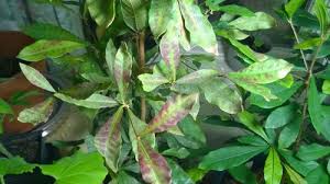 As the fruit ripens, it may become covered with scabs. Miracle Fruit Plant Leaf Problems