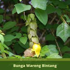 Landepan dengan nama ilmiah plectronia horrida syn. Ciri Ciri Pohon Wareng Gmelina Di Alam Liar Ciriciripohon Com