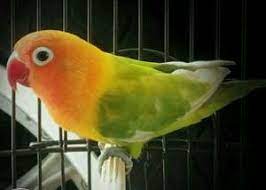 Simak saja prediksi anakan lovebird hasil kawin silang berikut ini. Kabar Terbaru Ciri Ciri Lovebird Kepala Emas Palamas Beserta Harga Jualnya Kabarterbaru Co