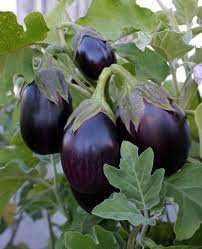 Black Beauty Eggplant Plant Eggplant Seeds Eggplant Plant Eggplant