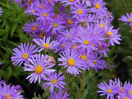 China aster, china asters, china aster flowers. Aster Genus Wikipedia