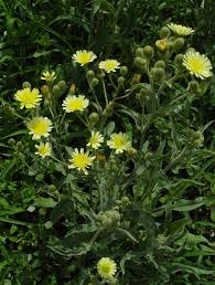 Image result for Nidorella spartioides