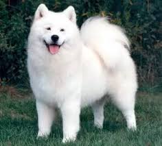 Samoyed Dogs Friendly Protective Natural Born Snugglers Samoyed Dogs Russian Dogs Dog Breeds