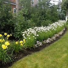 Long Island Landscaping Company Nassau And Suffolk Plants Shasta Daisies Companion Planting