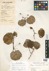 Image result for Begonia bequaertii