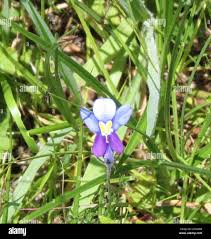 Image result for Monopsis decipiens