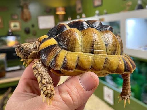 Egyptian Tortoise for Sale