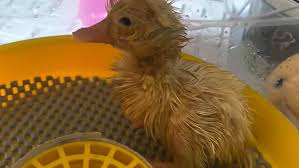 Unfortunately, there's no way to hatch eggs without a proper incubator or willing hen. Videos A Woman Managed To Hatch A Duck From A Common Supermarket Egg