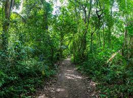 Buy royalty free music from a global community of musicians and sound engineers. Madidi National Park Exploring The Bolivian Jungle That Inspired Daniel Radcliffe S Latest Film The Independent The Independent