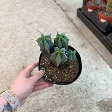Image result for Myrtillocactus geometrizans