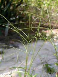 Image result for Digitaria pseudodiagonalis