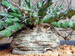 Image result for Centema subfusca