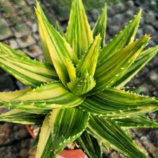 Image result for Aloe barendii