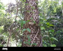 Image result for Hura crepitans