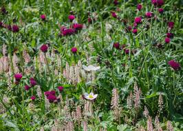 Check spelling or type a new query. Flower Gardening For Beginners 12 Easy Flowers To Grow From Seed Growing Family