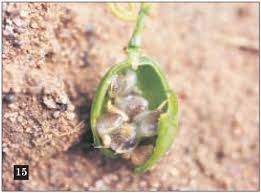 Image result for Adenia gummifera